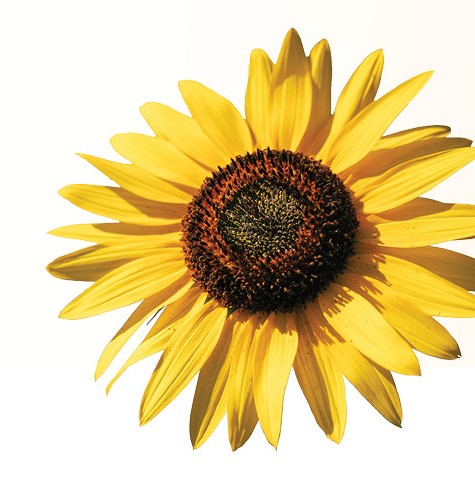 Sarcoma Story – Emily Nord Dykema